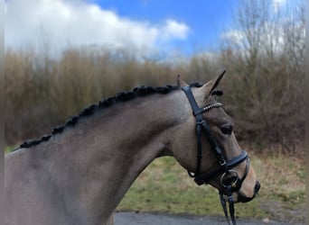 New Forest Pony, Stallion, 3 years, 13,1 hh, Buckskin