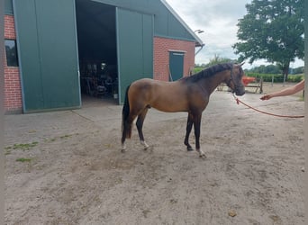 New Forest Pony, Stallion, 3 years, 13,1 hh, Buckskin