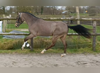 New Forest Pony, Stallion, 3 years, 13,1 hh, Buckskin