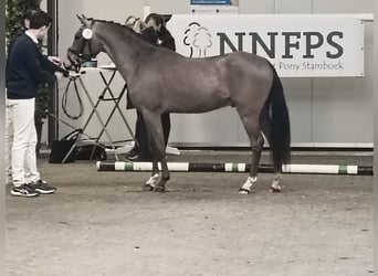 New Forest Pony, Stallion, 3 years, 13,1 hh, Buckskin