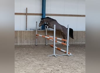 New Forest Pony, Stallion, 3 years, 13,1 hh, Buckskin