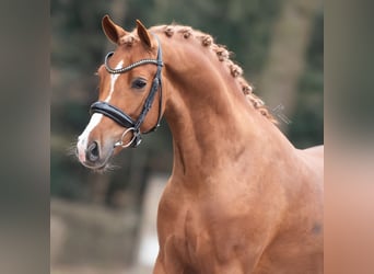 New Forest Pony, Stallion, 4 years, 14.1 hh, Chestnut-Red