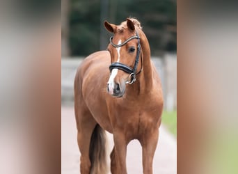 New Forest Pony, Stallion, 4 years, 14.1 hh, Chestnut-Red