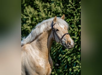 New Forest Pony, Stallion, 4 years, 15 hh, Palomino