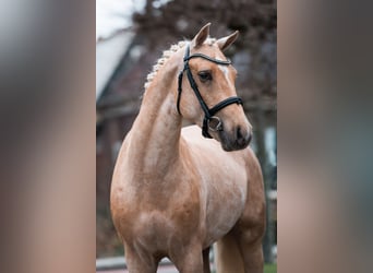 New Forest Pony, Stallion, 4 years, 15 hh, Palomino