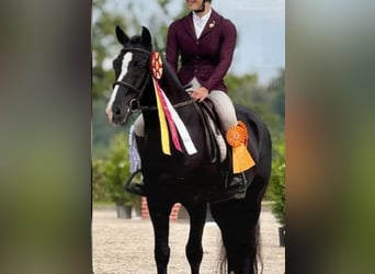 New Forest Pony, Stallion, 8 years, 14.1 hh, Black