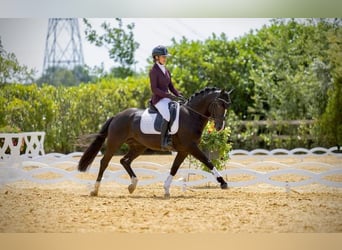 New Forest Pony, Stallion, 8 years, 14.1 hh, Black
