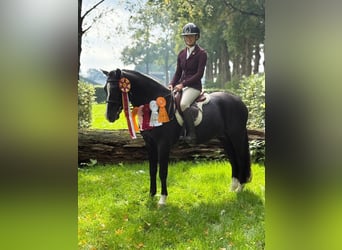 New Forest Pony, Stallion, 8 years, 14.1 hh, Black