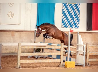 New Forest Pony, Stallion, 8 years, 14,1 hh, Brown