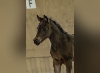 New Forest Pony, Stallion, Foal (03/2025), 14,1 hh, Brown