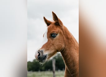 New Forest Pony, Stallion, Foal (05/2026), Chestnut-Red
