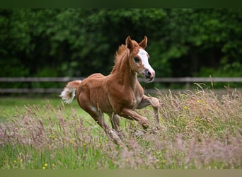 New Forest Pony, Stallion, Foal (05/2026)