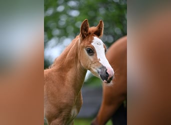 New Forest Pony, Stallion, Foal (05/2026)