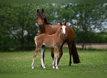 New Forest Pony, Stallion, Foal (05/2026)