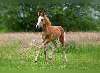 New Forest Pony, Stallion, Foal (05/2026)
