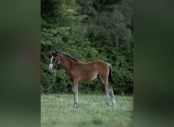 New Forest Pony, Stallion, Foal (04/2025)