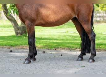 New Forest Pony, Stute, 10 Jahre, 137 cm, Brauner