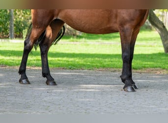New Forest Pony, Stute, 10 Jahre, 137 cm, Brauner