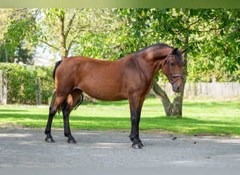 New Forest Pony, Stute, 10 Jahre, 137 cm, Brauner
