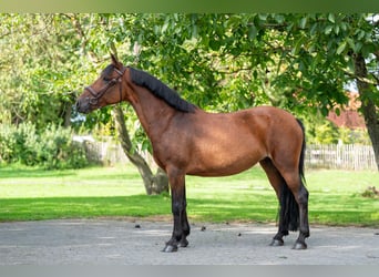 New Forest Pony, Stute, 10 Jahre, 137 cm, Brauner
