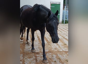 New Forest Pony, Stute, 10 Jahre, 140 cm, Rappe