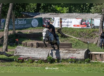 New Forest Pony, Stute, 10 Jahre, 144 cm, Schimmel