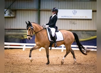 New Forest Pony, Stute, 10 Jahre, 147 cm, Buckskin