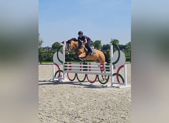 New Forest Pony, Stute, 10 Jahre, 147 cm, Buckskin