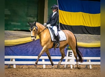 New Forest Pony, Stute, 10 Jahre, 147 cm, Buckskin
