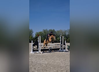New Forest Pony, Stute, 10 Jahre, 147 cm, Buckskin