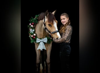 New Forest Pony, Stute, 10 Jahre, 147 cm, Buckskin