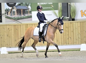 New Forest Pony, Stute, 10 Jahre, 147 cm, Buckskin
