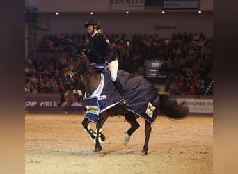 New Forest Pony, Stute, 11 Jahre, 144 cm, Brauner