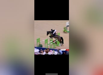 New Forest Pony, Stute, 11 Jahre, 144 cm, Brauner