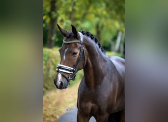 New Forest Pony, Stute, 11 Jahre, 147 cm, Brauner