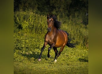 New Forest Pony, Stute, 11 Jahre, 148 cm, Brauner
