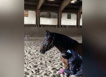 New Forest Pony, Stute, 11 Jahre, 148 cm, Brauner