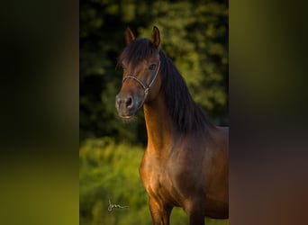 New Forest Pony, Stute, 11 Jahre, 148 cm, Brauner
