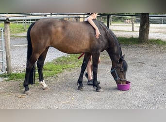 New Forest Pony, Stute, 11 Jahre, 148 cm, Brauner