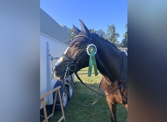 New Forest Pony, Stute, 11 Jahre, 148 cm, Dunkelbrauner