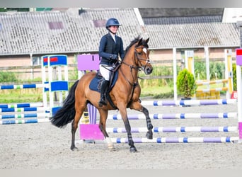 New Forest Pony, Stute, 12 Jahre, 148 cm, Brauner