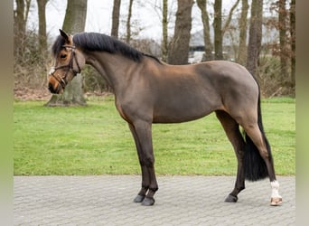 New Forest Pony, Stute, 12 Jahre, 148 cm, Brauner