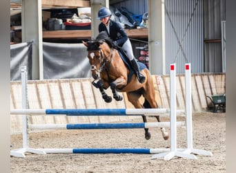 New Forest Pony, Stute, 12 Jahre, 148 cm, Brauner