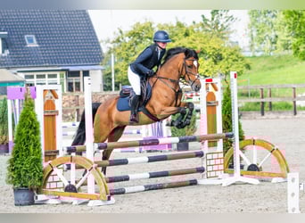 New Forest Pony, Stute, 12 Jahre, 148 cm, Brauner