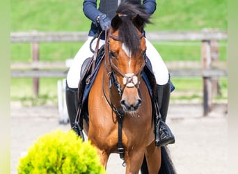 New Forest Pony, Stute, 12 Jahre, 148 cm, Brauner