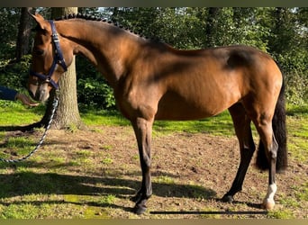 New Forest Pony, Stute, 12 Jahre, 148 cm, Brauner