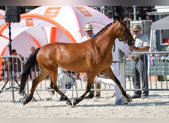 New Forest Pony, Stute, 13 Jahre, 146 cm, Brauner