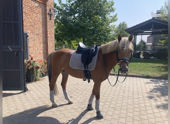 New Forest Pony, Stute, 13 Jahre, 146 cm, Fuchs