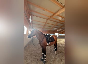 New Forest Pony, Stute, 13 Jahre, 148 cm, Brauner