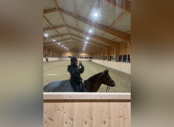 New Forest Pony, Stute, 13 Jahre, 148 cm, Brauner